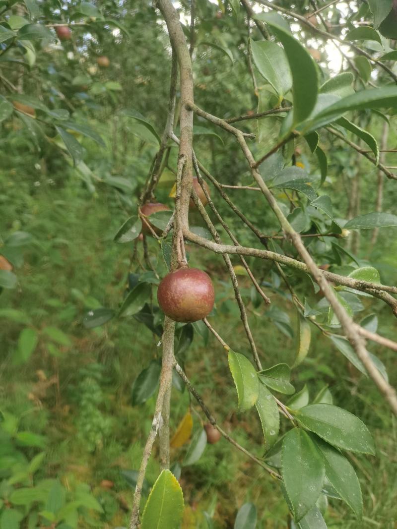 白花油茶鲜果