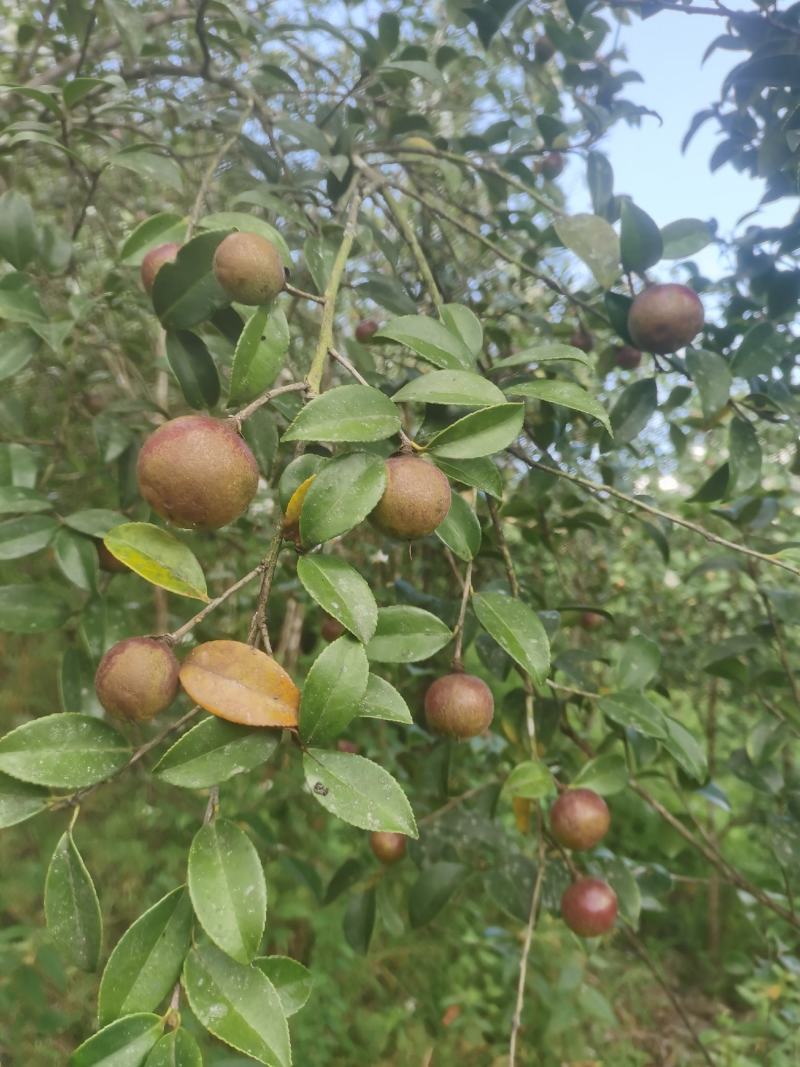 白花油茶鲜果