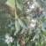 白花油茶鲜果