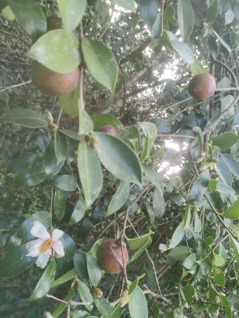 白花油茶鲜果