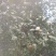 白花油茶鲜果