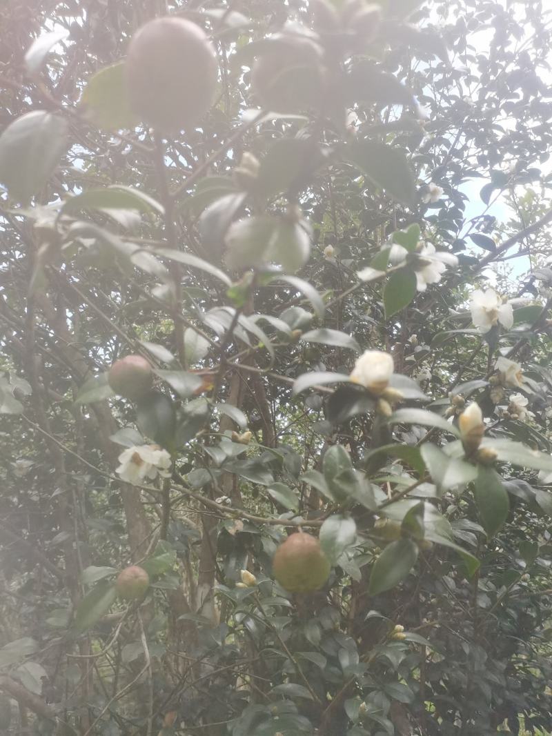 白花油茶鲜果