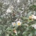 白花油茶鲜果