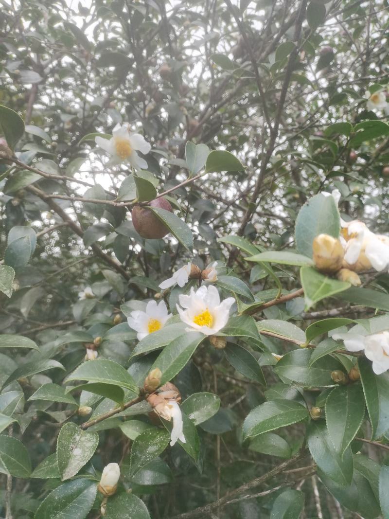 白花油茶鲜果