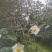 白花油茶鲜果