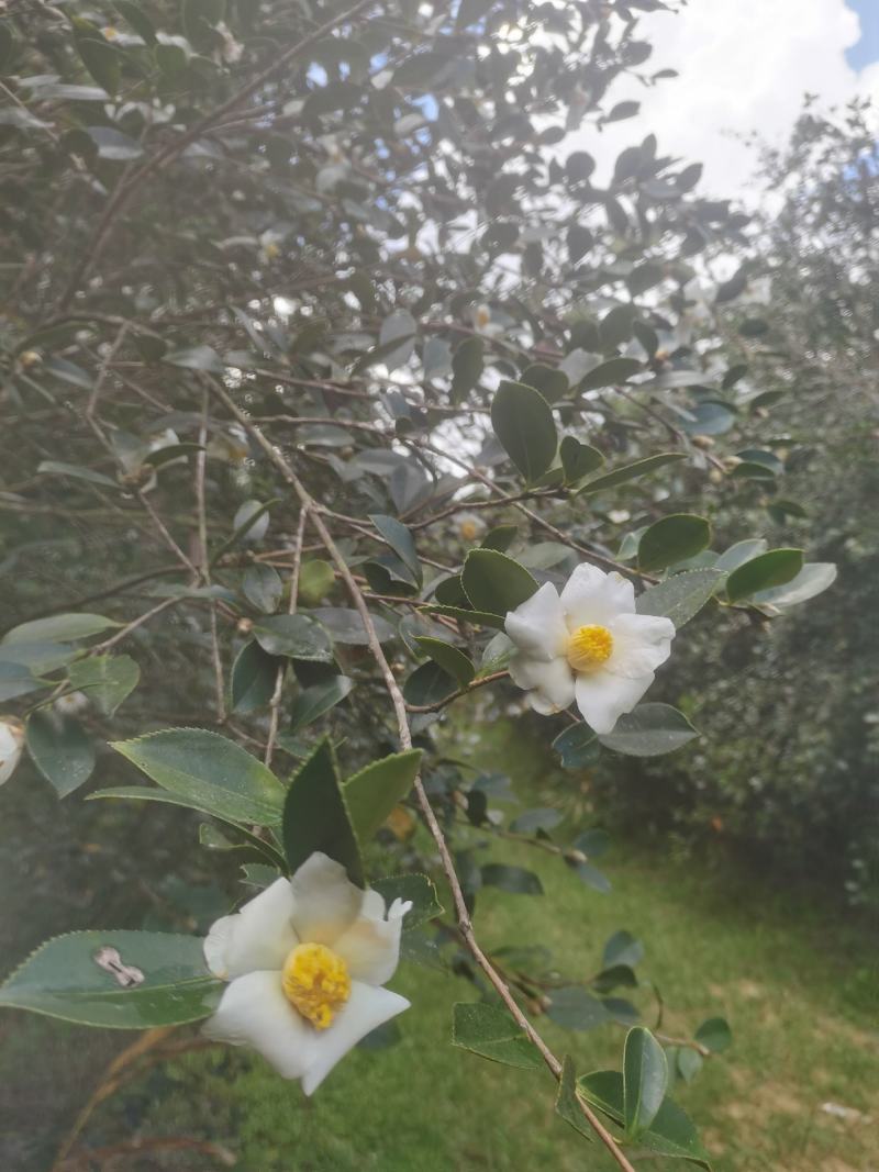 白花油茶鲜果