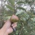 白花油茶鲜果