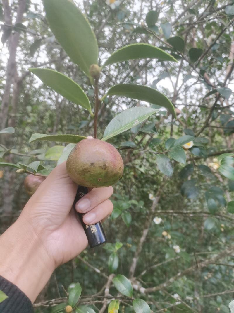 白花油茶鲜果
