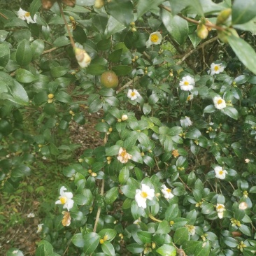 白花油茶鲜果