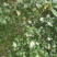白花油茶鲜果