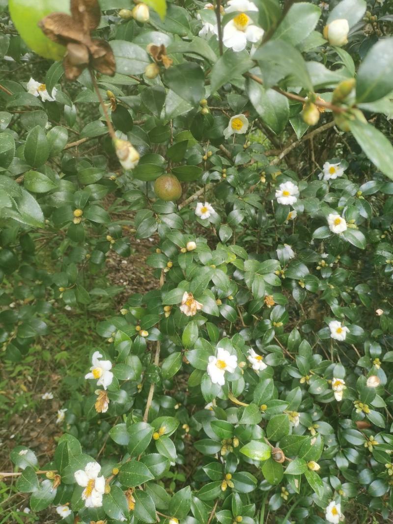 白花油茶鲜果