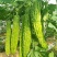 苦瓜苗湖南基地直发南北方均可种植量大从优