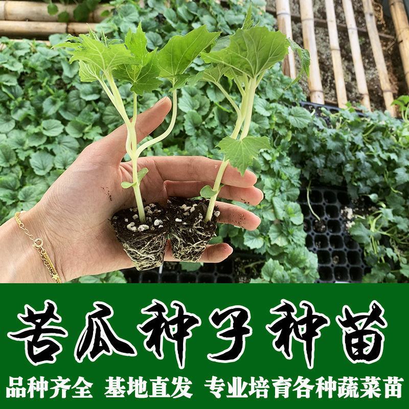 苦瓜苗湖南基地直发南北方均可种植量大从优