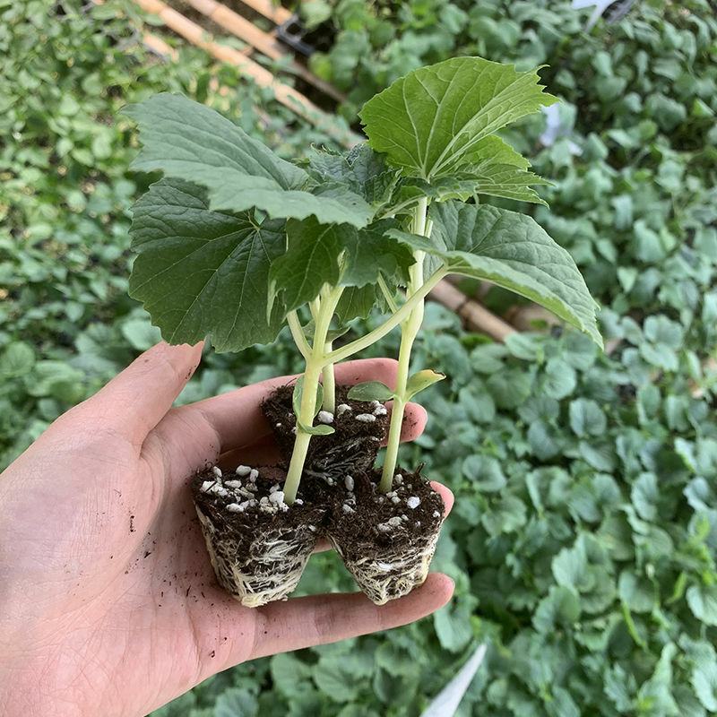 苦瓜苗湖南基地直发南北方均可种植量大从优
