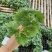 苦瓜苗湖南基地直发南北方均可种植量大从优