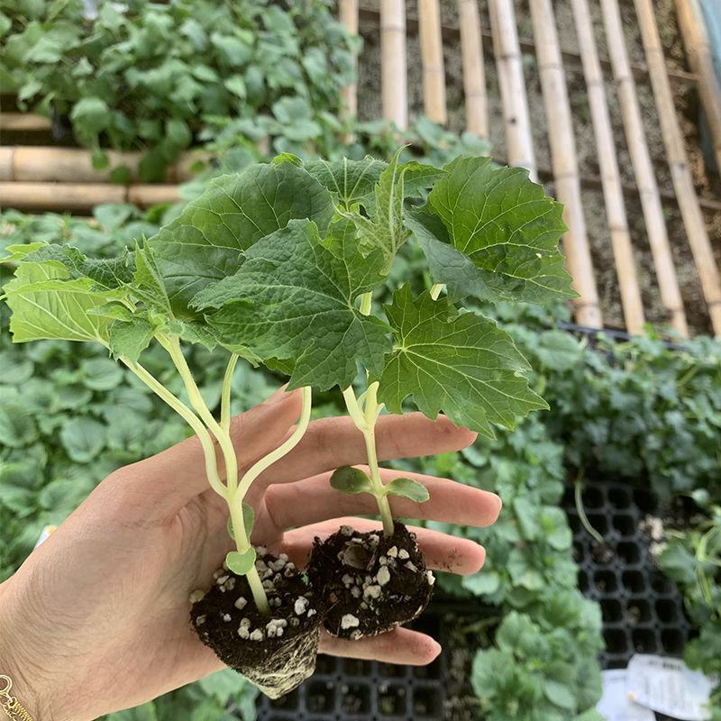 苦瓜苗湖南基地直发南北方均可种植量大从优