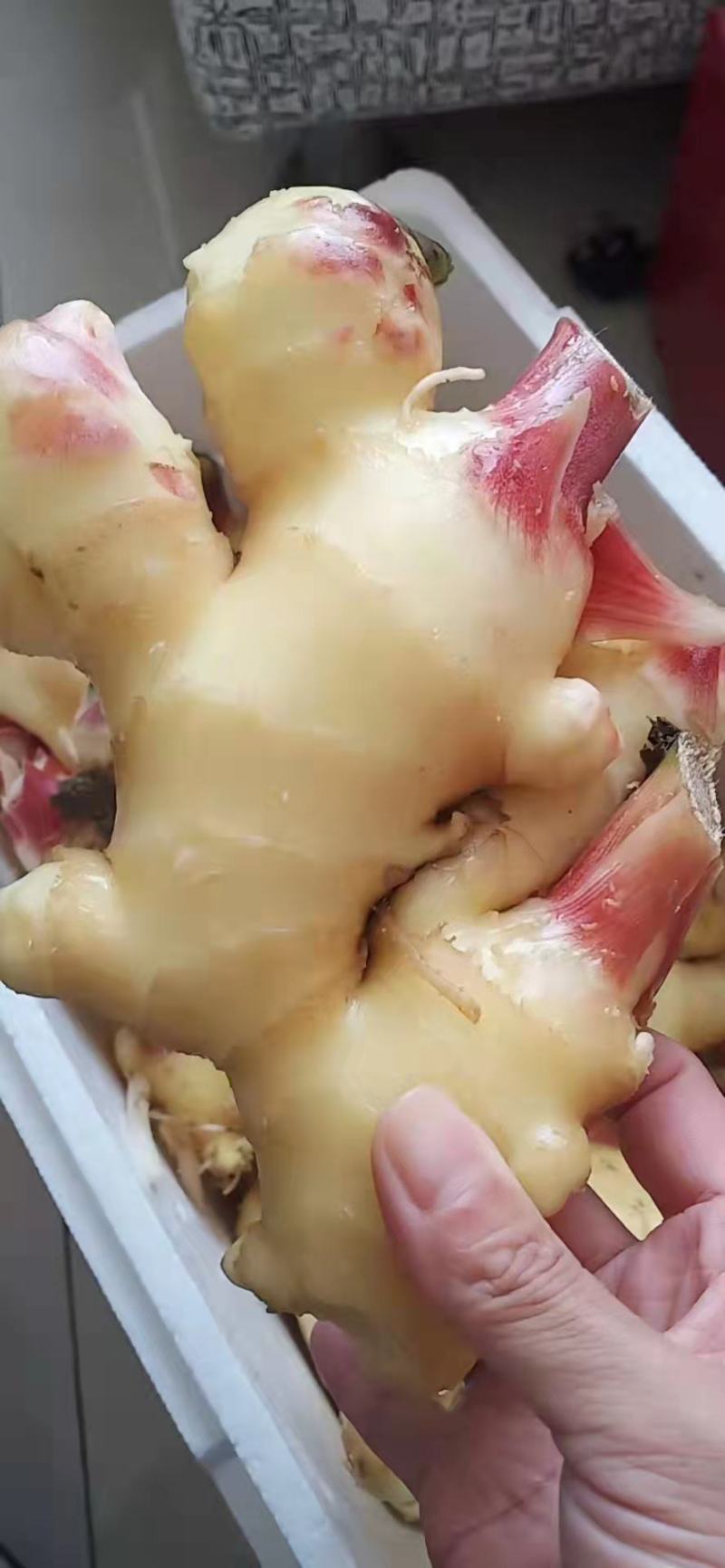 生姜产地批发，电商供货，鲜姜上市大黄姜一手货源
