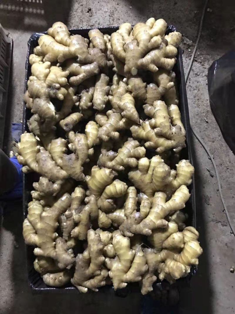 生姜产地批发，电商供货，鲜姜上市大黄姜一手货源