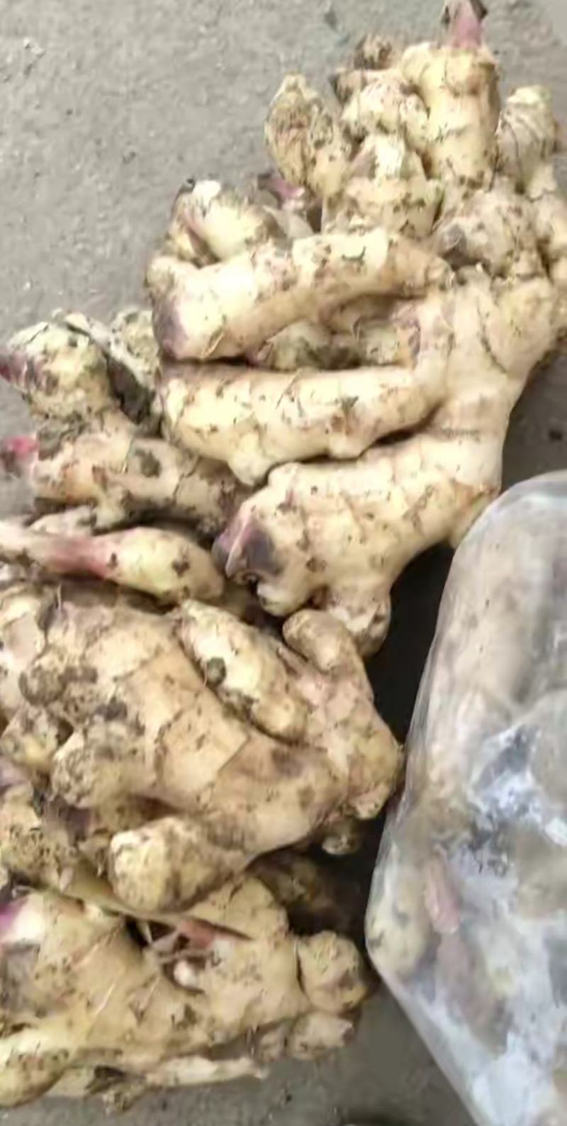 生姜产地批发，电商供货，鲜姜上市大黄姜一手货源