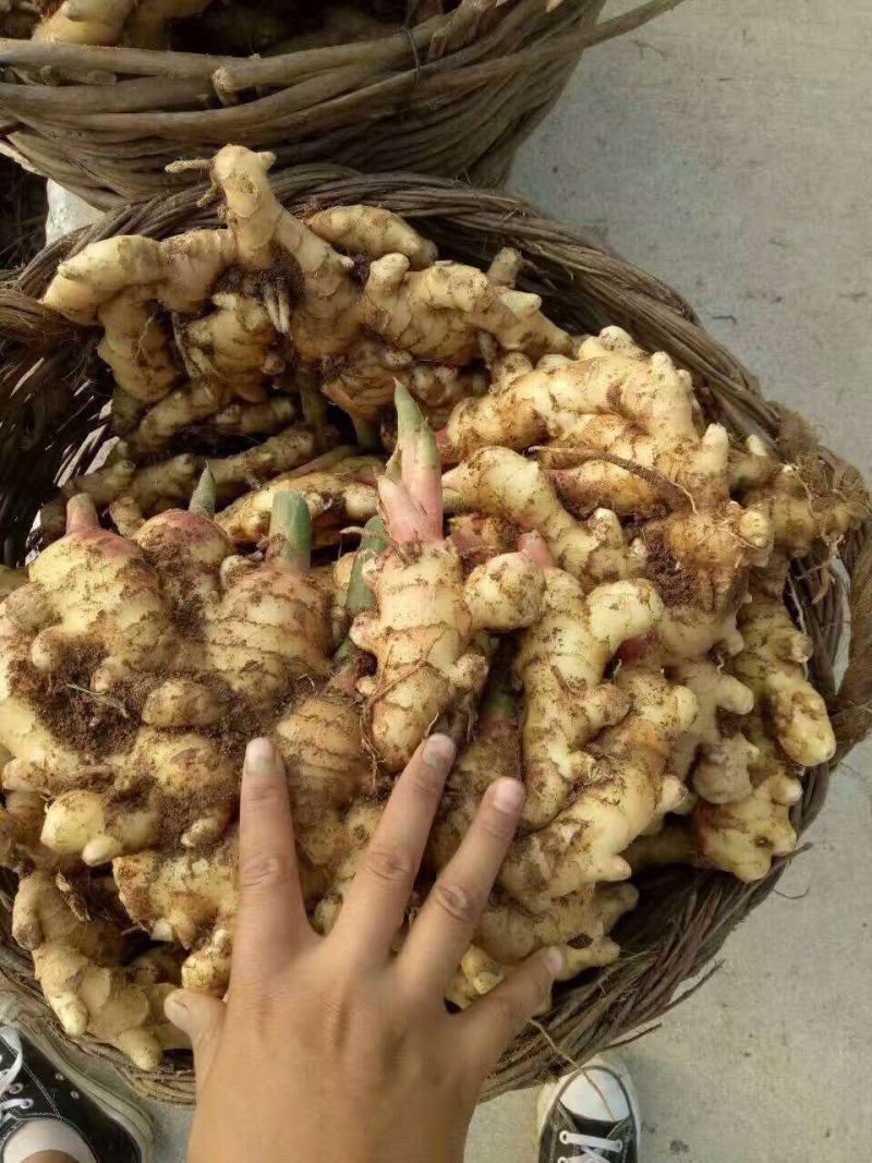 生姜产地批发，电商供货，鲜姜上市大黄姜一手货源