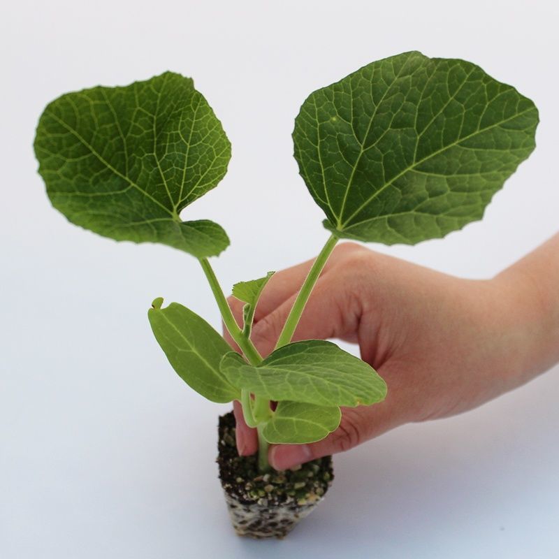 湖南丝瓜苗大量批发产量高瓜型好，易做果，好带花量大从优