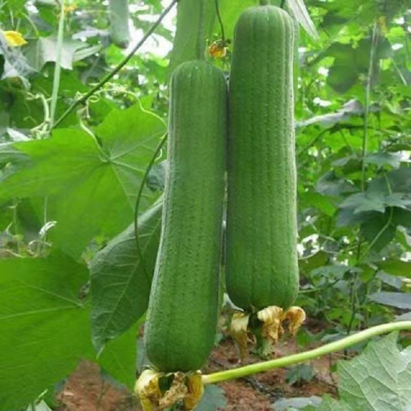 湖南丝瓜苗大量批发产量高瓜型好，易做果，好带花量大从优