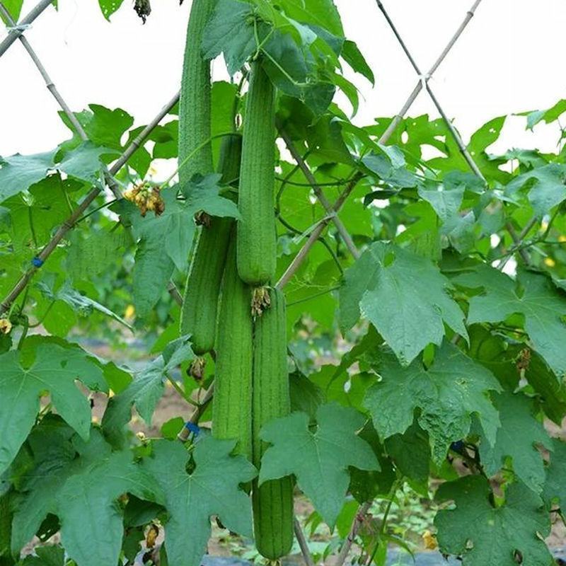 湖南丝瓜苗大量批发产量高瓜型好，易做果，好带花量大从优