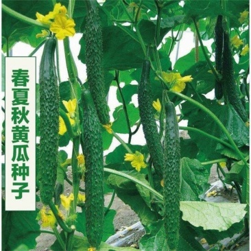 湖南基地直发黄瓜苗，多年育苗经验，保证成活率，量大从优