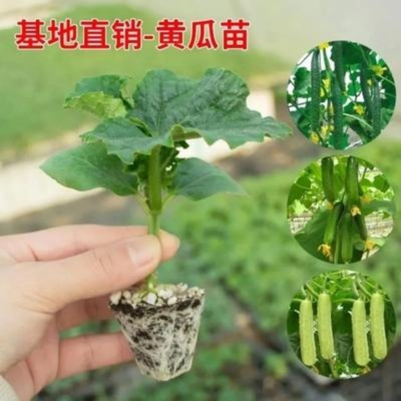 湖南基地直发黄瓜苗，多年育苗经验，保证成活率，量大从优