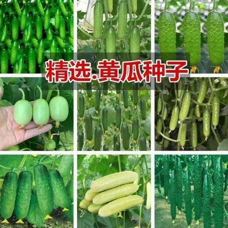 湖南基地直发黄瓜苗，多年育苗经验，保证成活率，量大从优