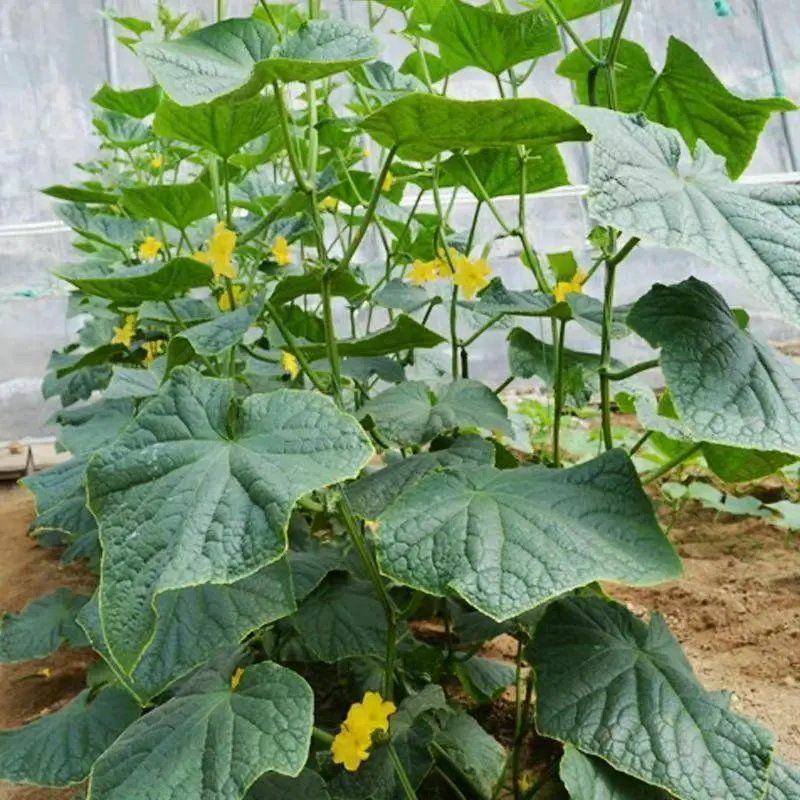 湖南基地直发黄瓜苗，多年育苗经验，保证成活率，量大从优