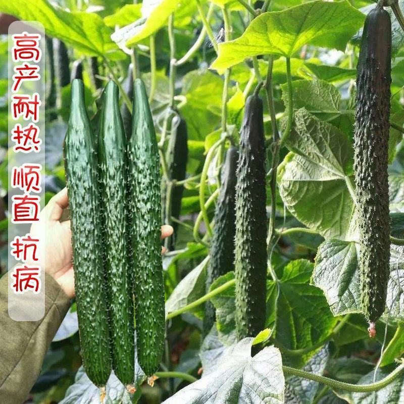 湖南基地直发黄瓜苗，多年育苗经验，保证成活率，量大从优
