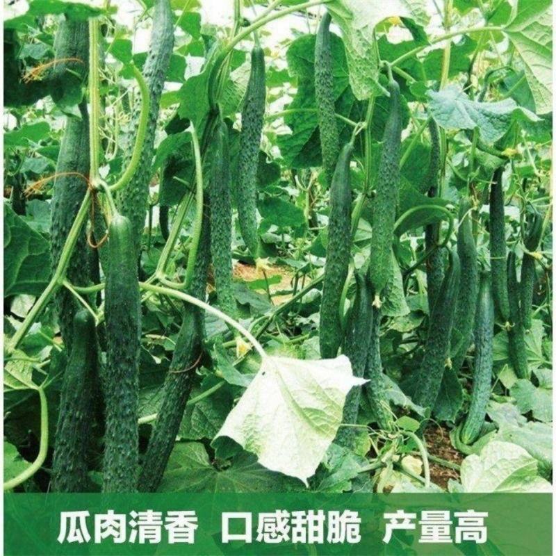湖南基地直发黄瓜苗，多年育苗经验，保证成活率，量大从优