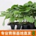 湖南茄子苗高产量根系发达产量高抗病强供应各种茄子苗