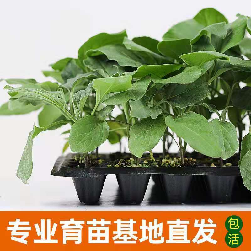 湖南茄子苗高产量根系发达产量高抗病强供应各种茄子苗