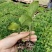 湖南茄子苗高产量根系发达产量高抗病强供应各种茄子苗