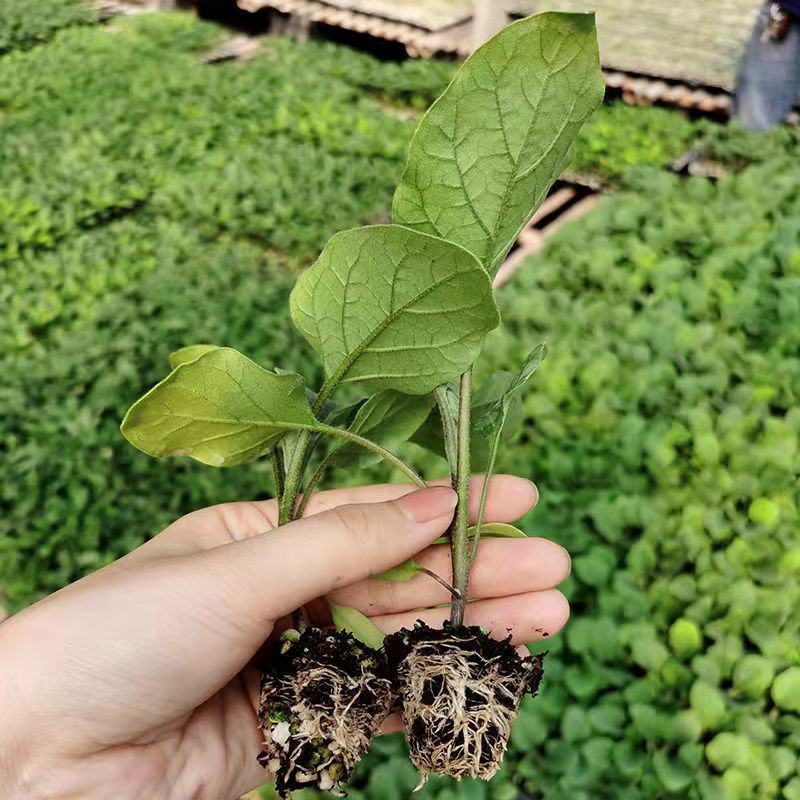湖南茄子苗高产量根系发达产量高抗病强供应各种茄子苗