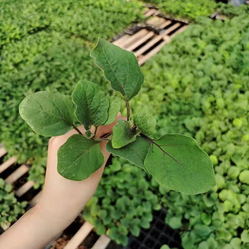 湖南茄子苗高产量根系发达产量高抗病强供应各种茄子苗