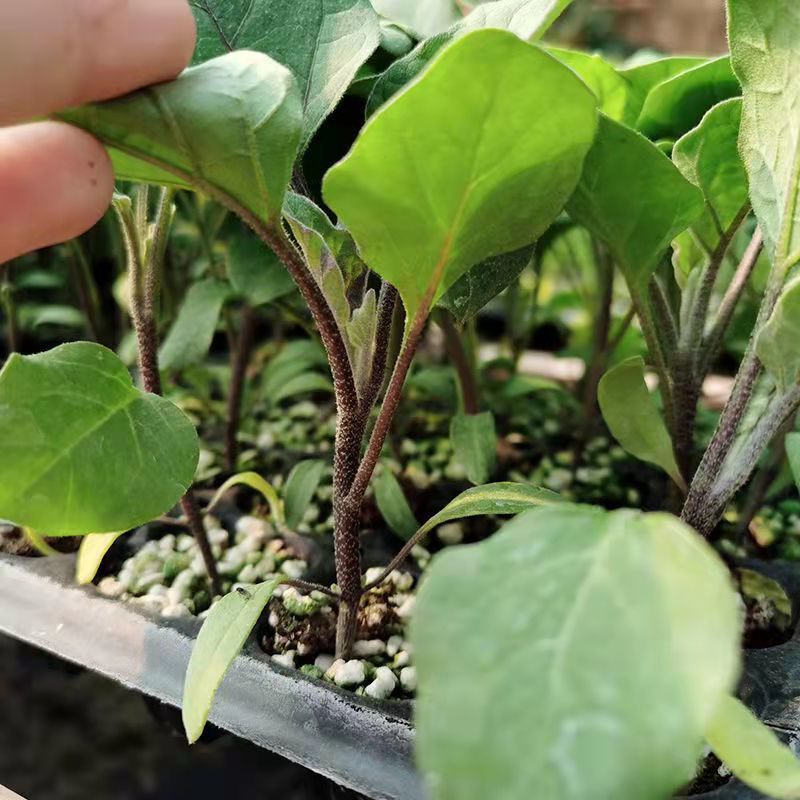 湖南茄子苗高产量根系发达产量高抗病强供应各种茄子苗