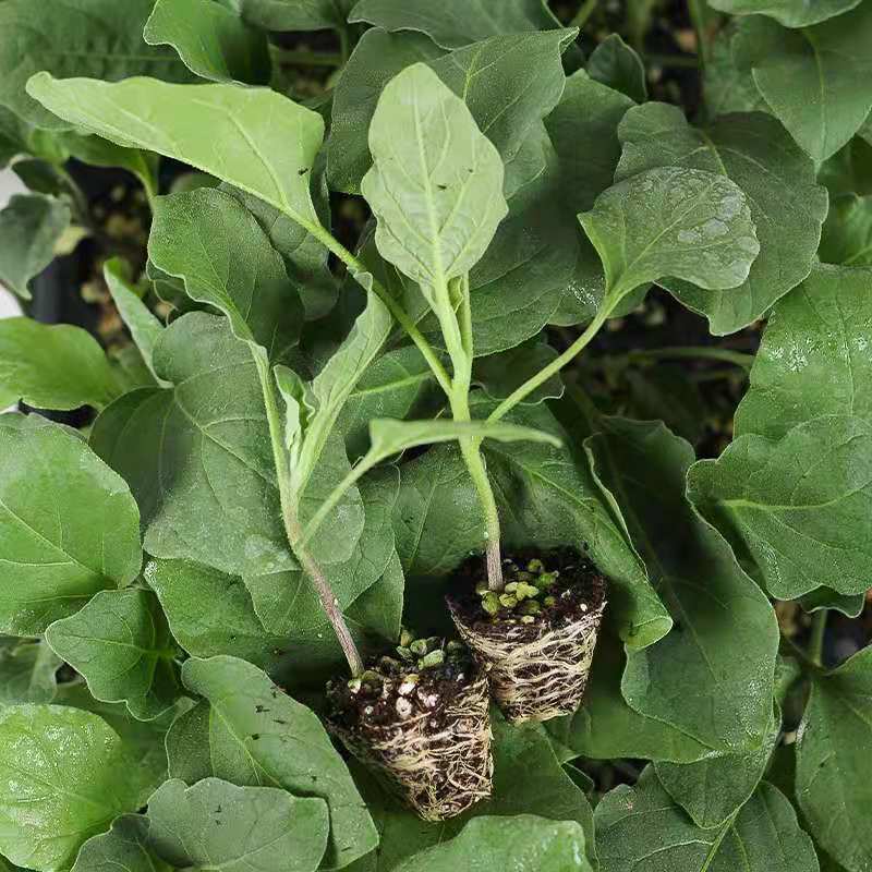 湖南茄子苗高产量根系发达产量高抗病强供应各种茄子苗
