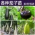 湖南茄子苗高产量根系发达产量高抗病强供应各种茄子苗