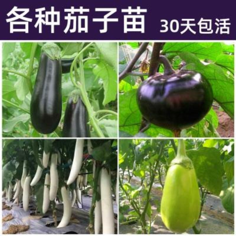 湖南茄子苗高产量根系发达产量高抗病强供应各种茄子苗