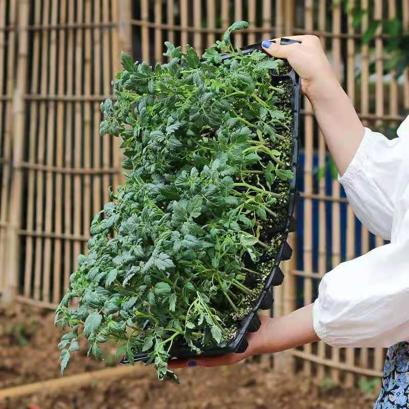 湖南西红柿苗抗死棵抗病毒产量高耐运输，量大从优