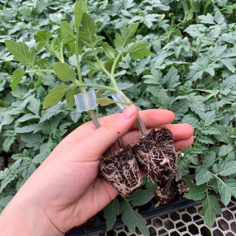 湖南西红柿苗抗死棵抗病毒产量高耐运输，量大从优