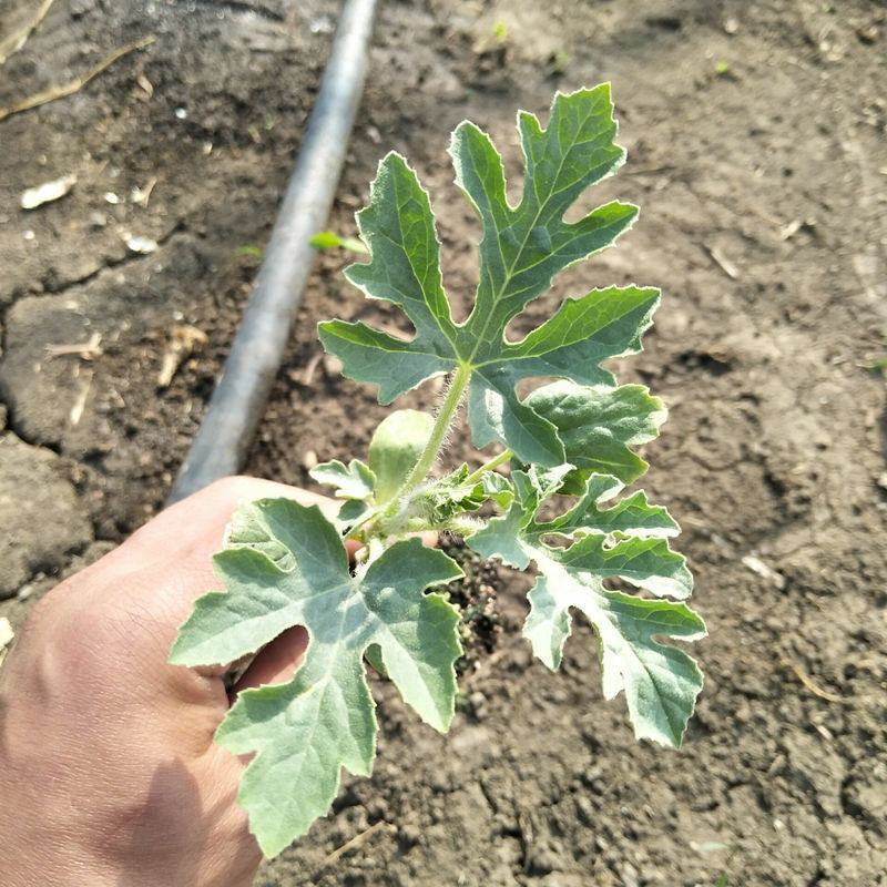 【优质种苗】8424西瓜苗湖南基地直发各类西瓜苗