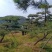 15公分造型油松，造型黑松，路边行道树，风景区，公园用树
