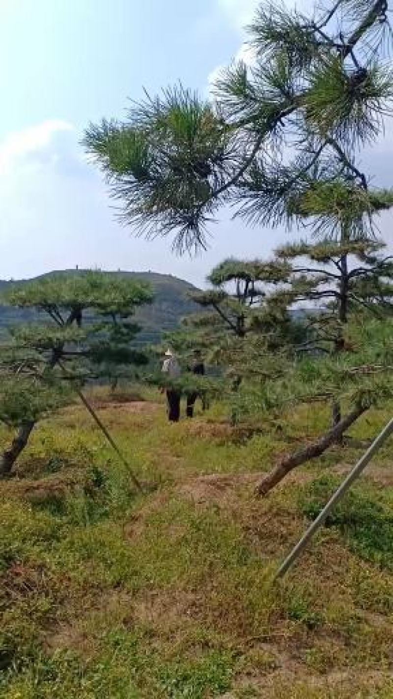 15公分造型油松，造型黑松，路边行道树，风景区，公园用树