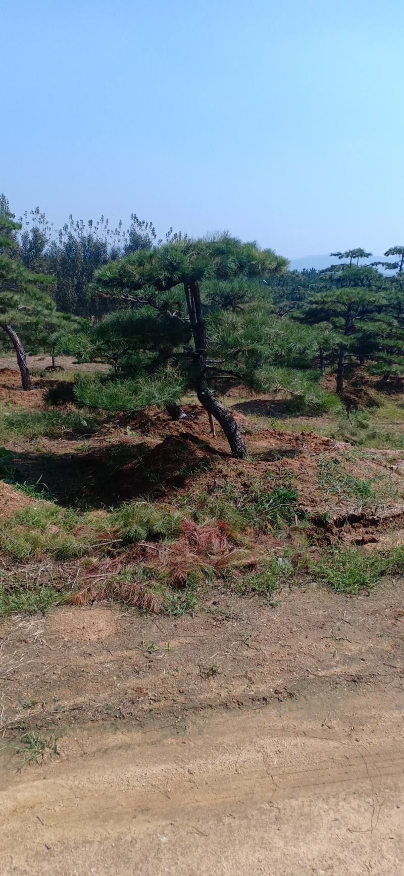 15公分造型油松，造型黑松，路边行道树，风景区，公园用树
