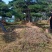 15公分造型油松，造型黑松，路边行道树，风景区，公园用树