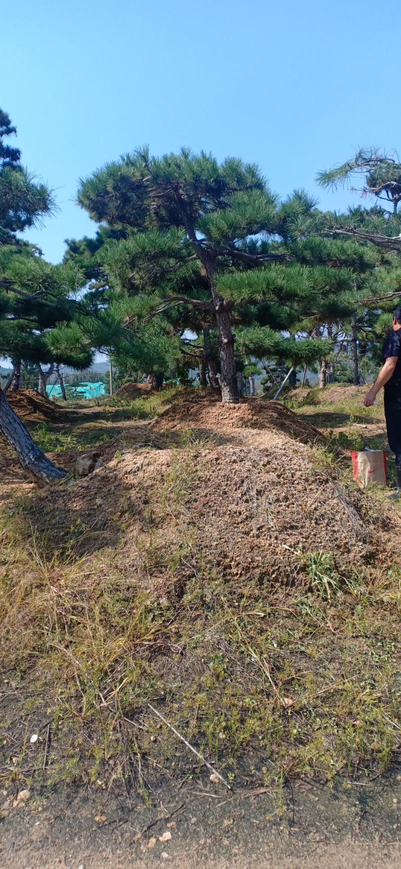 15公分造型油松，造型黑松，路边行道树，风景区，公园用树